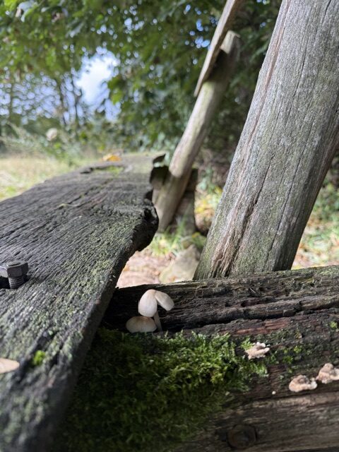 Die acht Jahreskreisfeste bieten eine wunderbare Möglichkeit, Kindern den Rhythmus der Natur und den Wandel der Jahreszeiten näherzubringen. Ob Imbolc, Ostara, Beltane oder Yule – mit einfachen, kindgerechten Ritualen können Familien die besonderen Momente im Jahreskreis gemeinsam erleben. Im Frühling Samen pflanzen, im Sommer Blumen entdecken, im Herbst Naturmaterialien sammeln und im Winter einen liebevoll gestalteten Jahreszeitentisch schmücken. Basteln, Backen und kleine Achtsamkeitsübungen fördern die Kreativität und die Verbundenheit zur Natur. So werden die Jahreskreisfeste mit Kindern zu schönen Familienritualen voller gemeinsamer Erinnerungen.