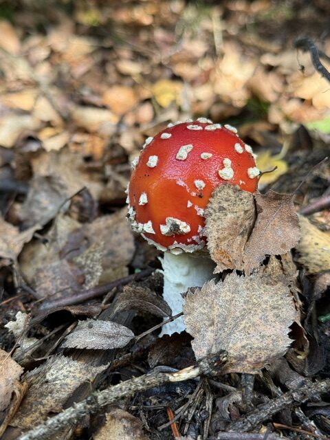 6. Mabon – Herbstliche Achtsamkeit Mabon steht für die Herbst-Tagundnachtgleiche und das Gleichgewicht zwischen Licht und Dunkelheit. Eine Keramikschale mit Herbstblättern, Äpfeln und Naturmaterialien wird zum Mittelpunkt eines kleinen Dankbarkeitsrituals.
